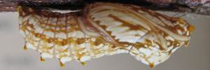 Pupae